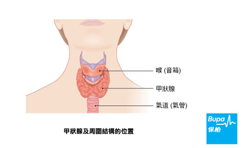 thyroid_gland_chi